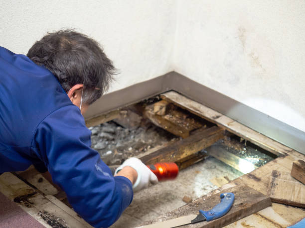 Best Attic Mold Removal  in University Place, WA