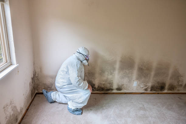 Best Certified Mold Removal  in University Place, WA